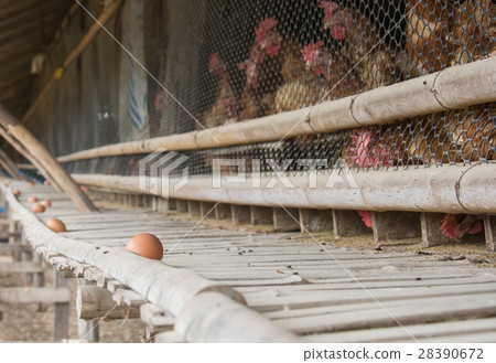 Eggs chicken farm 28390672