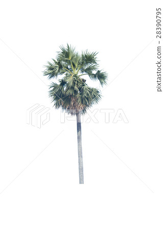 Sugar palm isolated on white 28390795