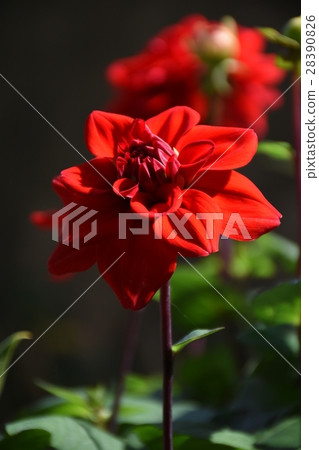 flower, dahlia, dahlia, bright red 28390826