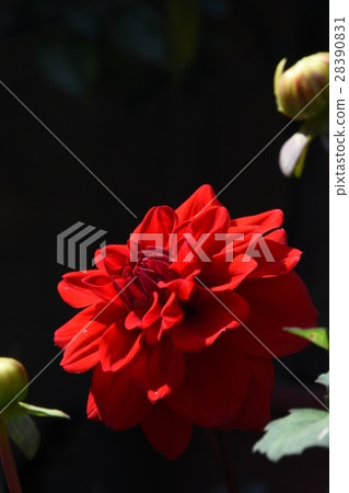 花,大理花,大麗花,鮮紅色 花,大理花,大麗花,鮮紅色 28390831