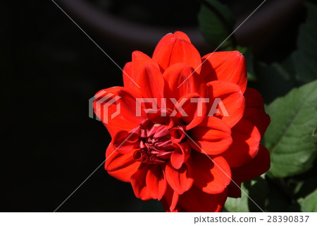 flower, dahlia, dahlia, bright red 28390837