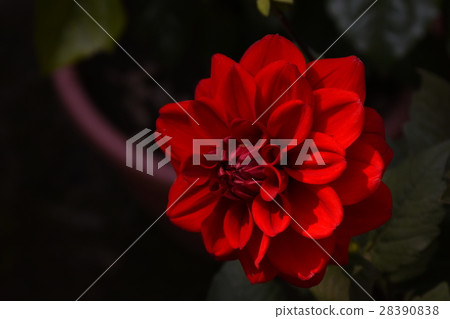 flower, dahlia, dahlia, bright red 28390838