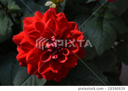 flower, dahlia, dahlia, bright red 28390839