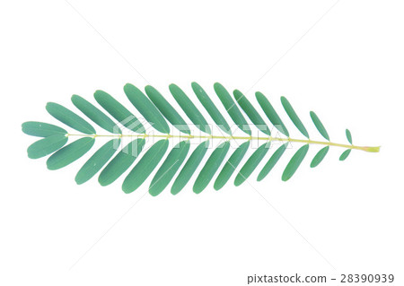 Agasta leaves on White Background Agasta leaves on White Background 28390939