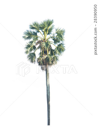 Asian Palmyra palm, Toddy palm, Sugar palm,  28390950