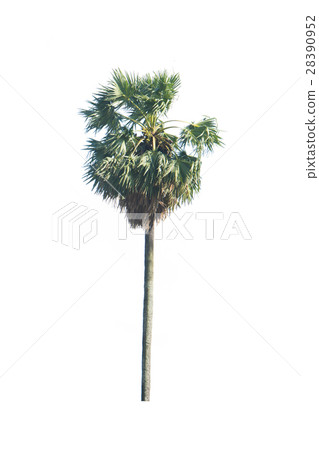 Asian Palmyra palm, Toddy palm, Sugar palm, 28390952