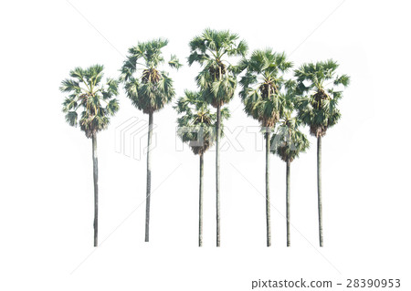 Asian Palmyra palm, Toddy palm, Sugar palm, 28390953