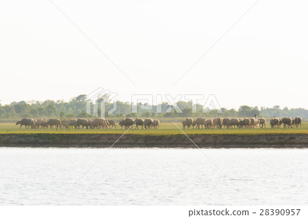 buffalo and river buffalo and river 28390957