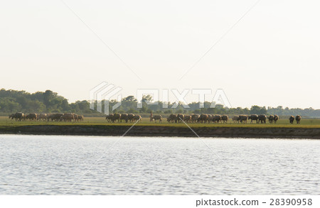 buffalo and river buffalo and river 28390958