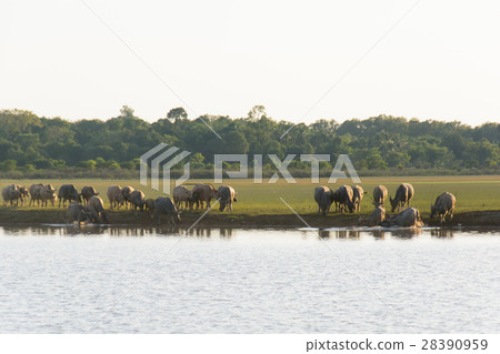 buffalo and river 28390959