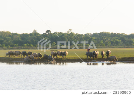 buffalo and river buffalo and river 28390960