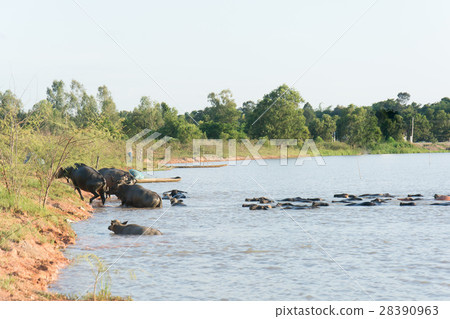 buffalo swimming in a river. 28390963