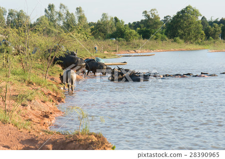 buffalo swimming in a river. buffalo swimming in a river. 28390965