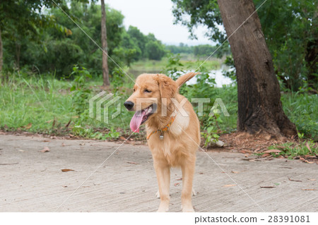 dog golden 28391081