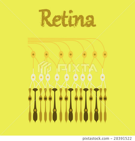 human icon in flat style structure retina human icon in flat style structure retina 28391522