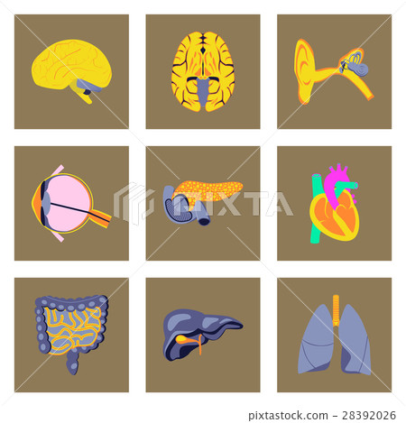 icons set in flat style human organs - Stock Illustration [28392026 ...