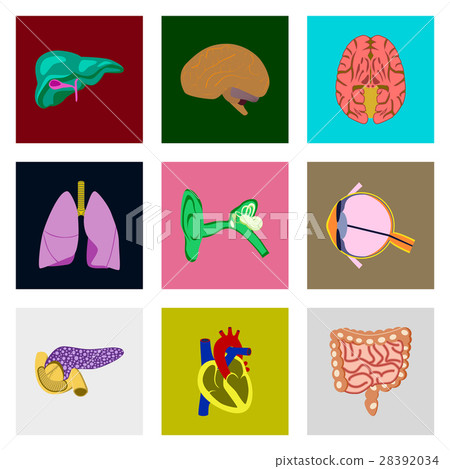 icons set in flat style human organs - Stock Illustration [28392034 ...
