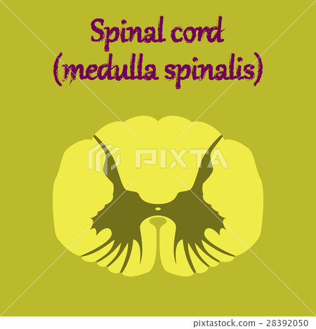 human organ icon in flat style spinal cord human organ icon in flat style spinal cord 28392050