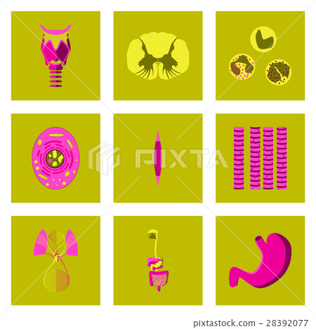 icons set in flat style human biology 28392077