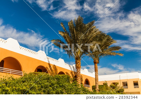High palm trees against a background of a building 28392344