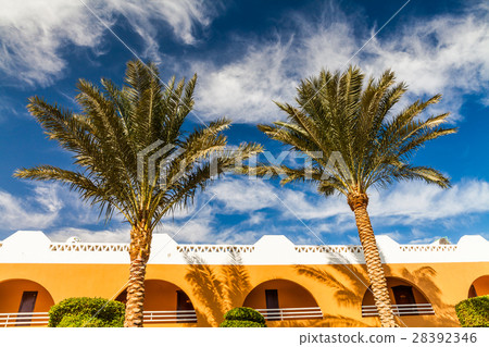 High palm trees against a background of a building 28392346
