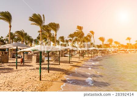 Picturesque views of the tropical beach with palm 28392414