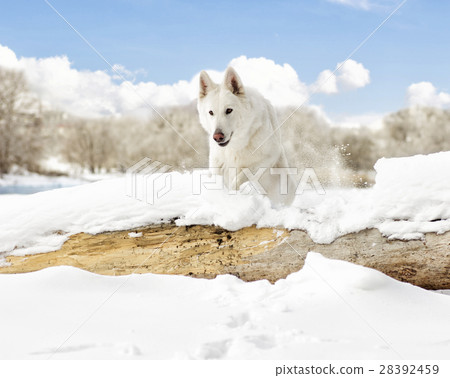 white Swiss Shepherd Dog jumping in winter white Swiss Shepherd Dog jumping in winter 28392459