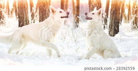 Shepherd Dog looking 28392559