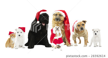 set of dogs in the New Year hat  28392614