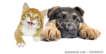 puppy and red kitten 28392615