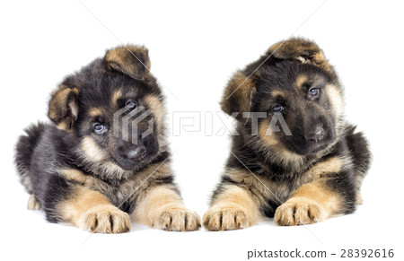 Puppy looking 28392616