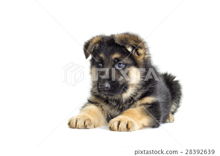 puppy looking 28392639