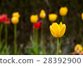 鬱金香 28392900