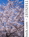 櫻桃樹 28392911