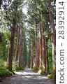 雪松大樹和道路 28392914