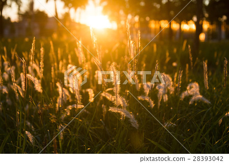 Flowering grass at sunrise background. Flowering grass at sunrise background. 28393042