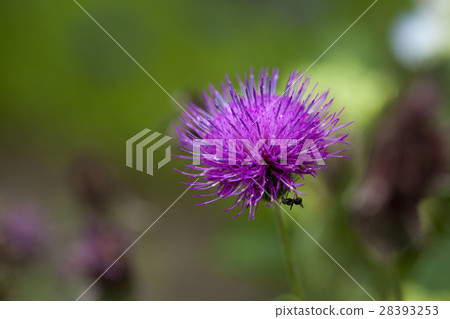 花薊花 28393253
