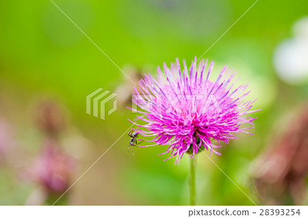 花薊花 28393254