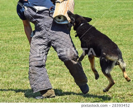 Police dog in training 28393452