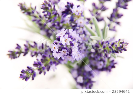 bouquet of lavender flowers 28394641