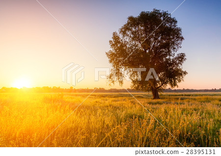 lonely tree on field at dawn 28395131