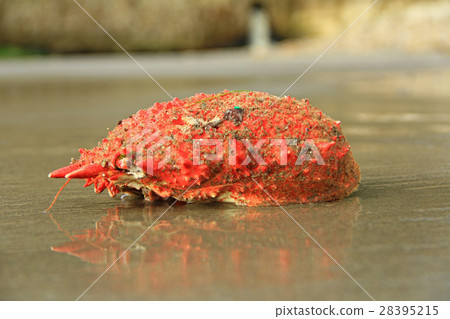 spinous spider crab Maja squinado spinous spider crab Maja squinado 28395215