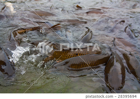 池塘里有大量的鯉魚聚集在一起 池塘里有大量的鯉魚聚集在一起 28395694