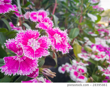 Pink Dianthus Flower 28395861