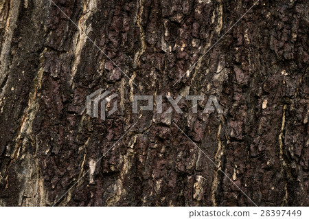 Wooden bark texture 28397449
