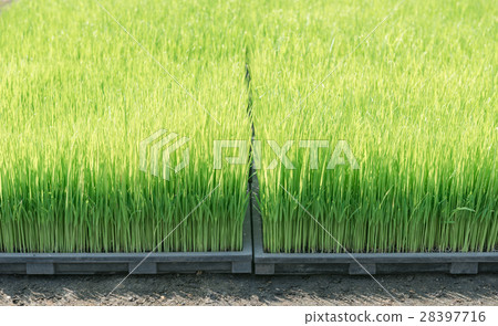 Close up of rice sprouts on plastic tray 28397716