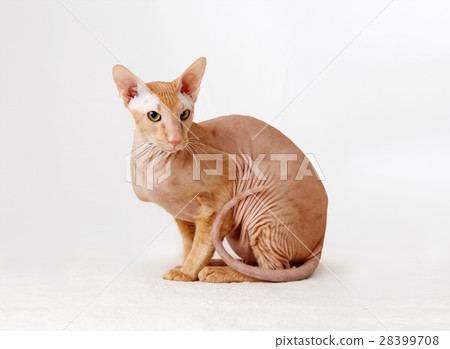 Peterbald cat, Oriental Shorthair Peterbald cat, Oriental Shorthair 28399708