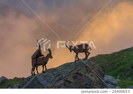 Ibex , Range of Mont-Blanc , French Alps 28400053