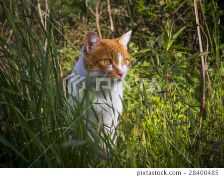 A cat staring at you A cat staring at you 28400485