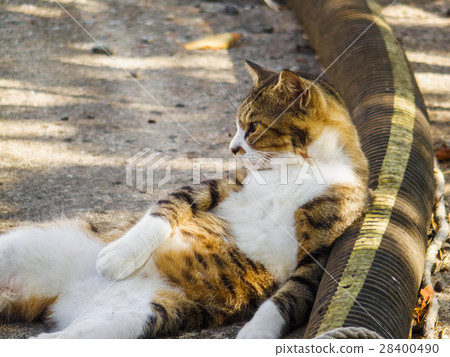 A relaxing cat 28400490